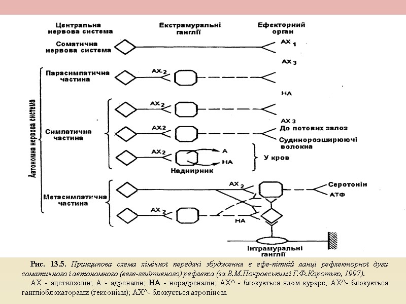 Рис. 13.5. Принципова схема хімічної передачі збудження в ефе-пітній ланці рефлекторної дуги соматичного і